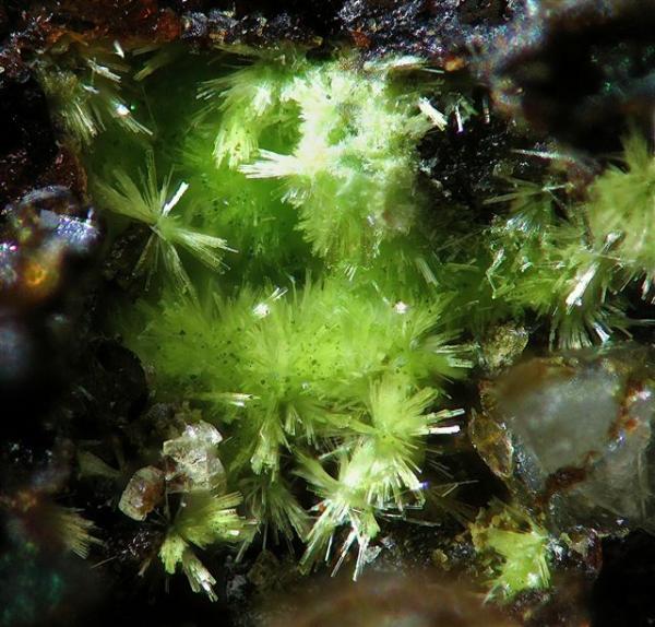 Arthurita
campo de visión 1x1 cm.
(Autor: Adrian Pesudo)