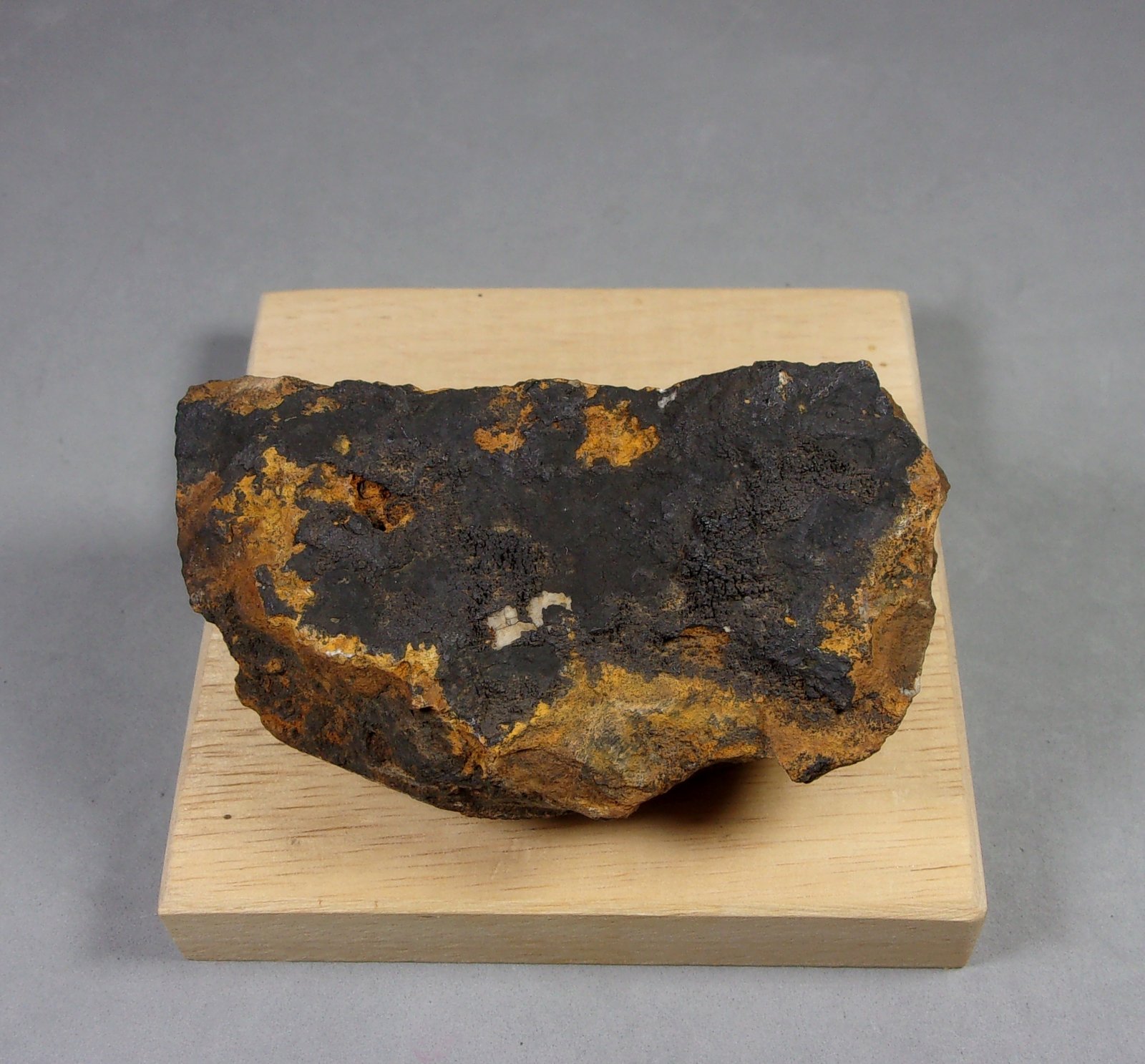 Asbolana
7,5 x 4,1 x 2,9 cm.
(Autor: J. G. Alcolea)