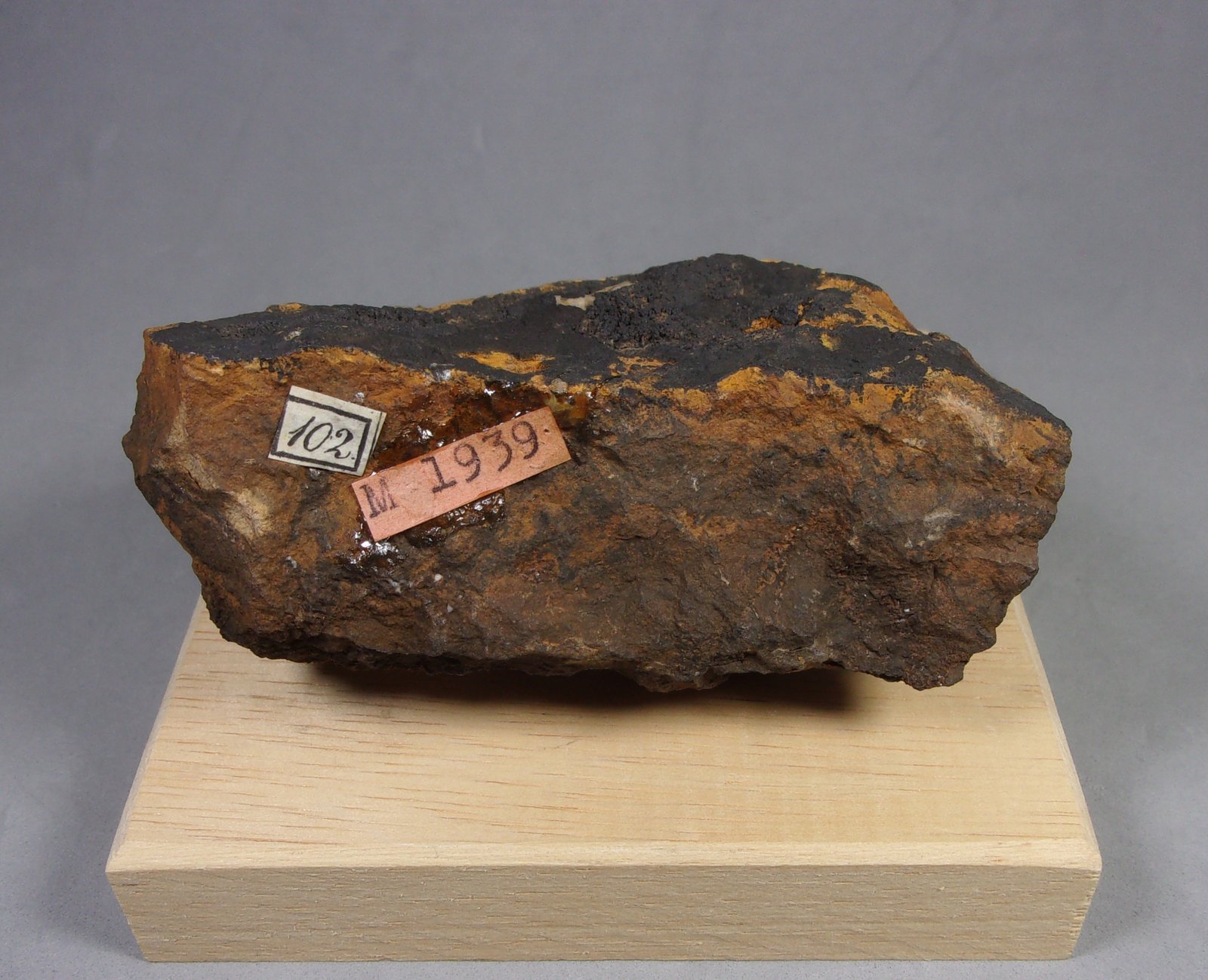 Asbolana
7,5 x 4,1 x 2,9 cm.
(Autor: J. G. Alcolea)