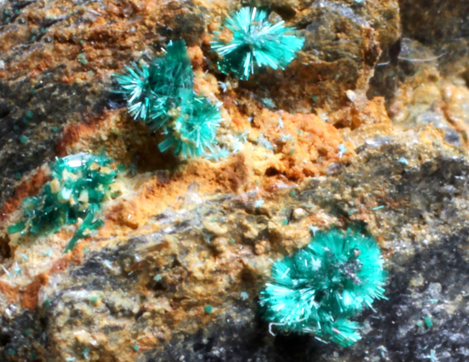 Atacamita
Micro
(Autor: José Luis Zamora)