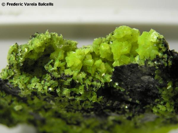 Autunita
Grupo de cristales: 2,5 x 1 cm.
(Autor: Frederic Varela)