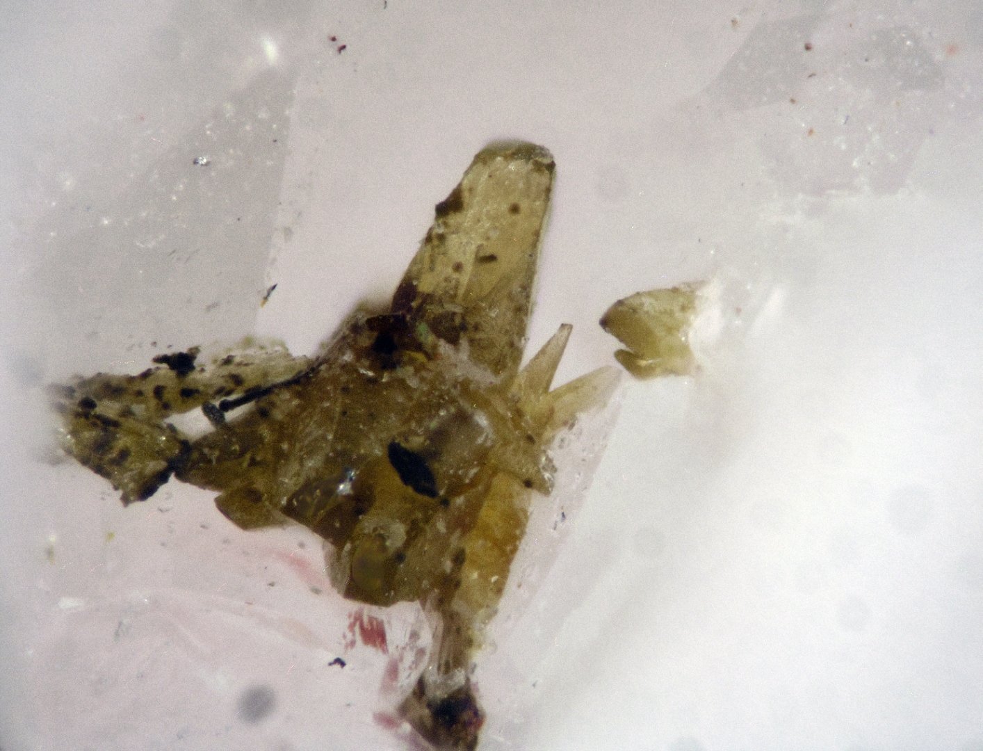 Austinita
Cristal 1 mm
(Autor: Cesar M. Salvan)