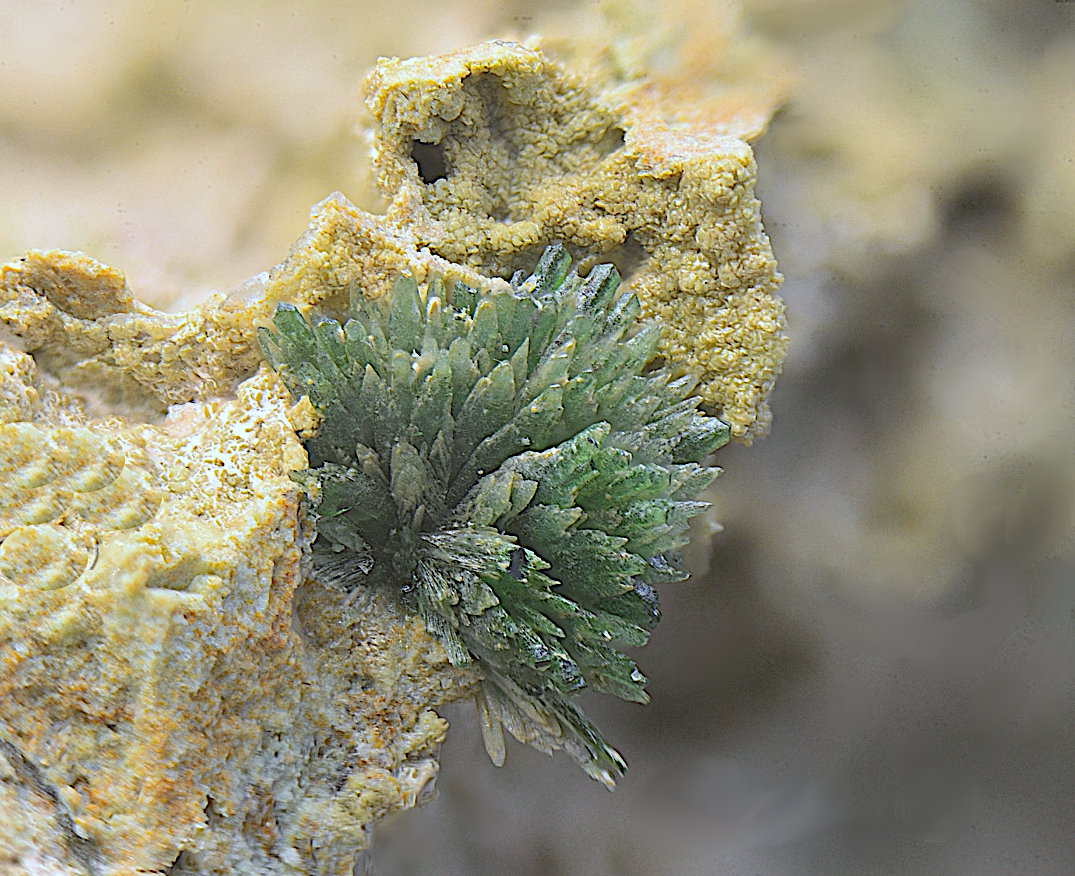 Olivenita.
Campo de visión de 4 mm
(Autor: Antonio Carmona)