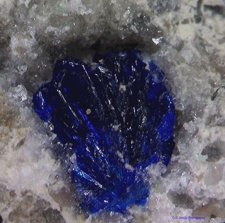 Azurita y Cuarzo.
0´687 x 0´500 mm.
(Autor: Jesus Franquesa Baucells)