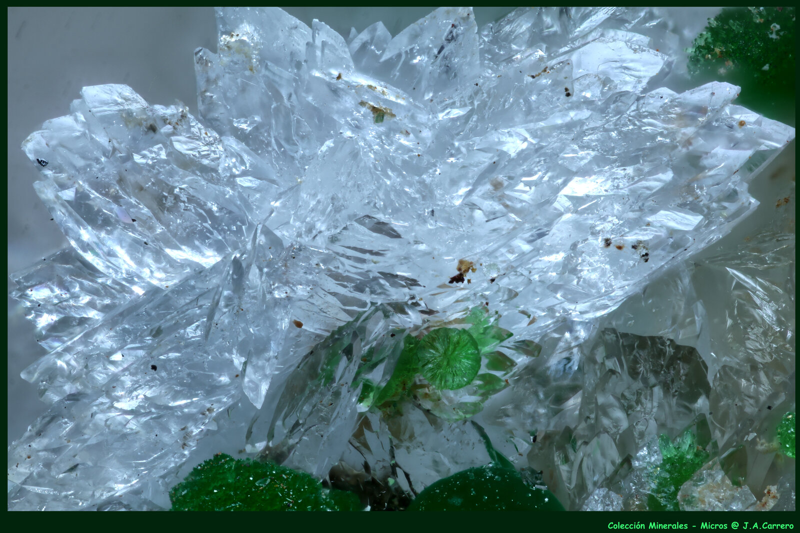 Austinita
Hilarion Mine, Hilarion area, Kamariza Mines, Agios Konstantinos, Lavrion Mining District, Attikí (Attica) Prefecture, Greece
FoV: 3 x 2 mm
(Autor: Jose Angel Carrero)