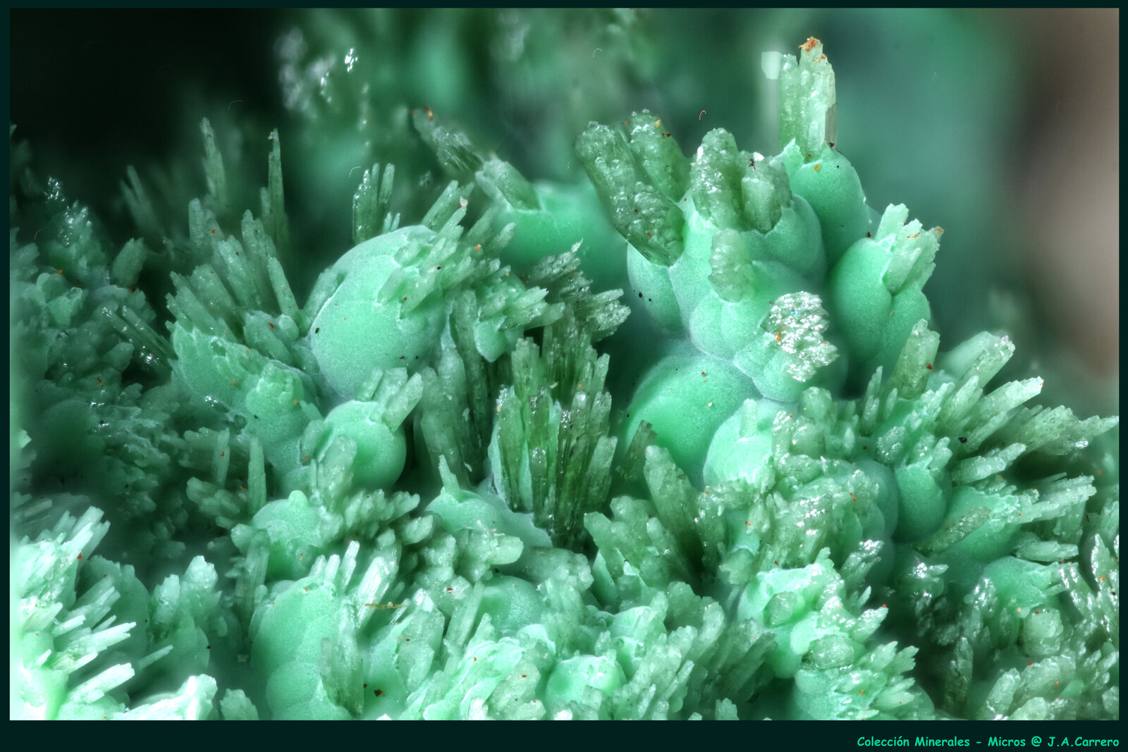 Olivenita
Kamariza Mines, Agios Konstantinos, Lavrion Mining District, Attikí (Attica) Prefecture, Greece
FoV: 4 x 3 mm
(Autor: Jose Angel Carrero)