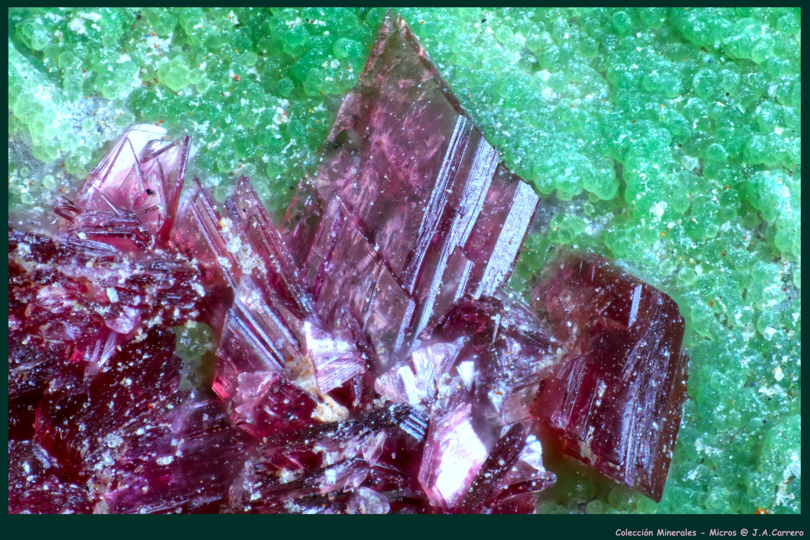 Eritrina, Conicalcita
Concesión La Cena del Depósito, Huércal-Overa, Comarca Levante Almeriense, Almería, Andalucía, España
FoV: 2,5 x 1,8 mm
(Autor: Jose Angel Carrero)