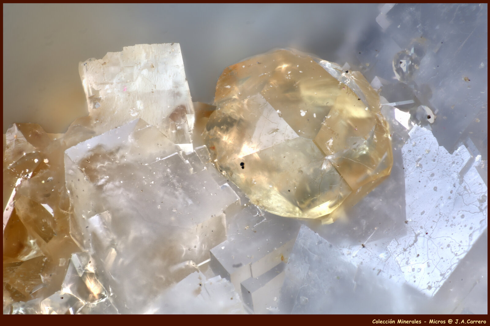 Monacita-(Ce)
Mina Trimouns, Luzenac, Haute-Ariège, Foix, Departamento Ariège, Occitanie, Francia
FoV: 2,2 x 1,5 mm
(Autor: Jose Angel Carrero)