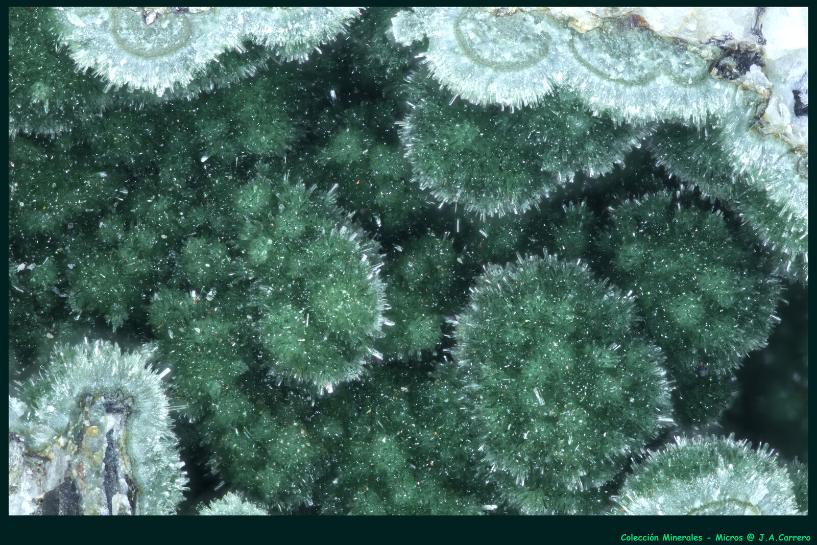 Pumpellyita
Creag Brimishgan, Loch na Keal, Isle of Mull, Hébridas Interiores, Argyll and Butte, Escocia / Reino Unido
FoV: 5 x 3,5 mm
(Autor: Jose Angel Carrero)