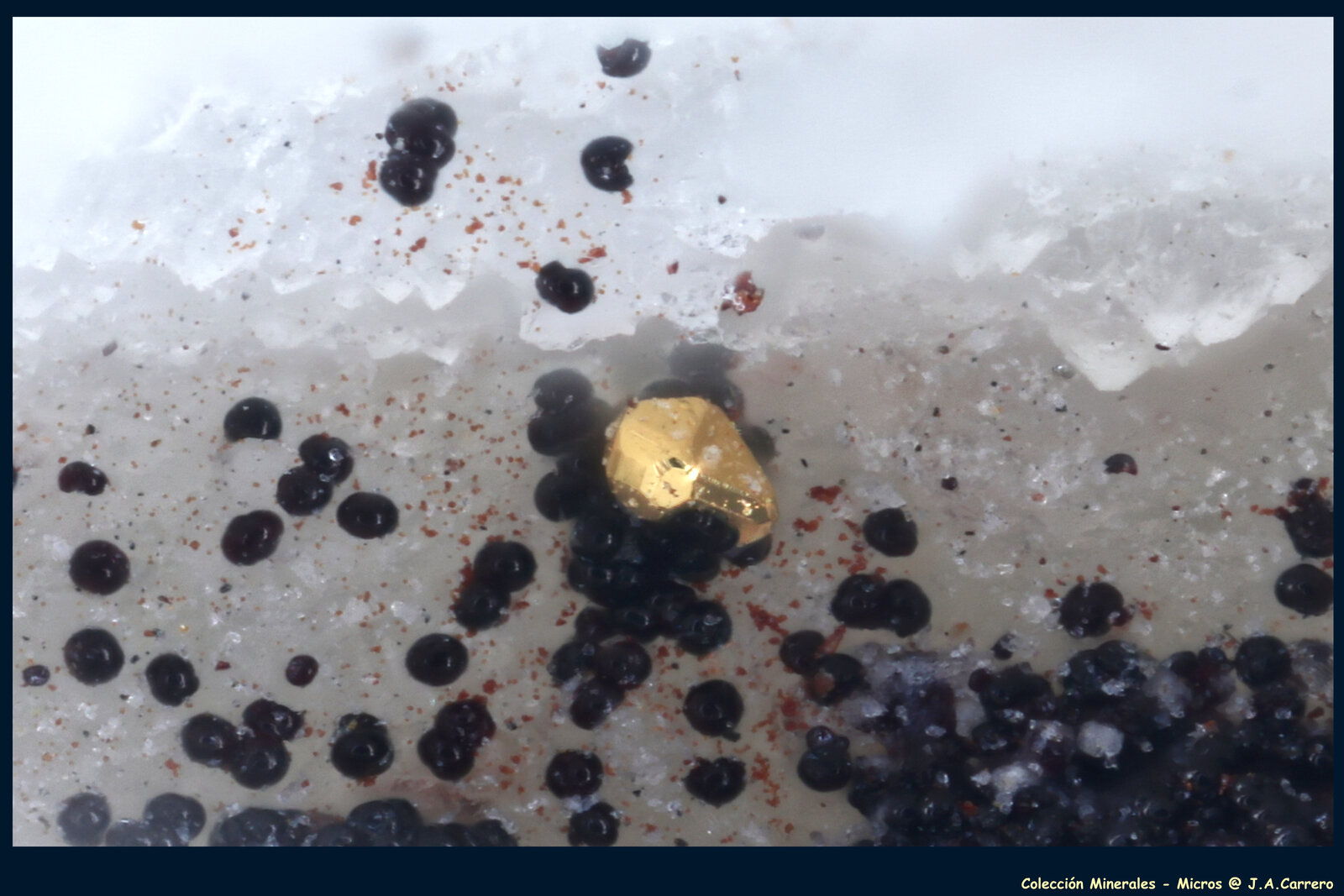 Oro
Filón 340, Rodalquilar, Níjar, Comarca Metropolitana de Almería, Almería, Andalucía, España
FoV: 1,2 x 0,8 mm
(Autor: Jose Angel Carrero)