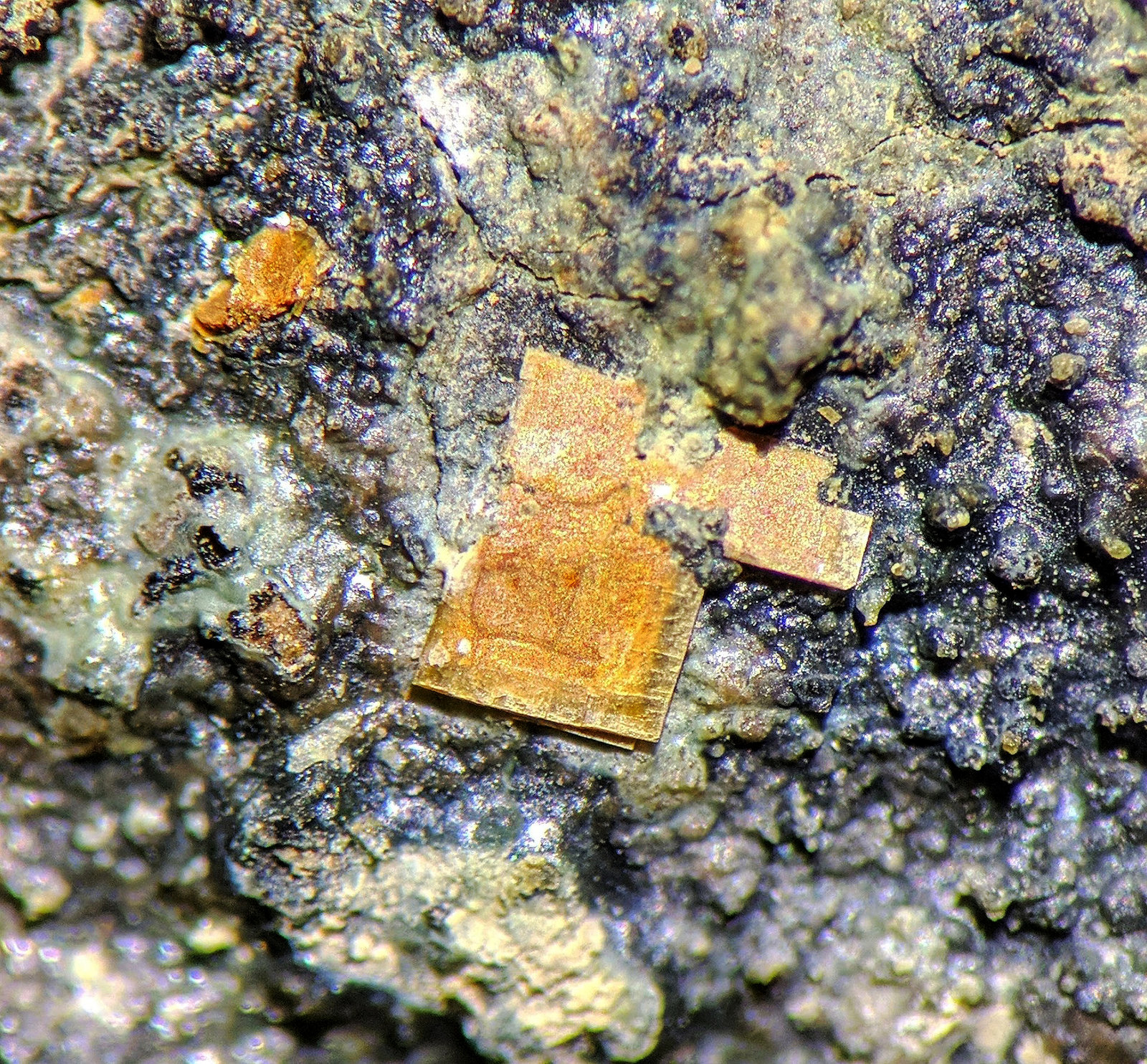Bassetita
C.d.v. 0,6 x 0,6 cm.
(Autor: carles)