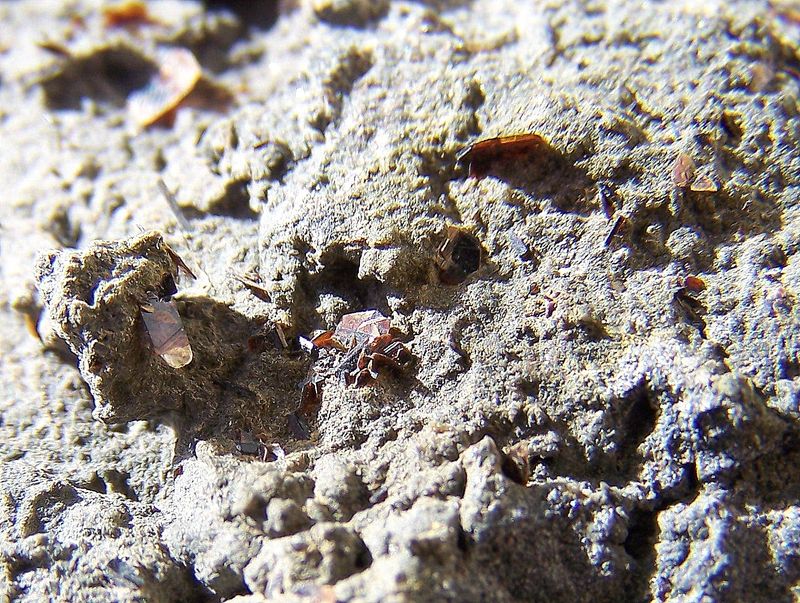 Biotita
3 a 4mm
(Autor: canada)