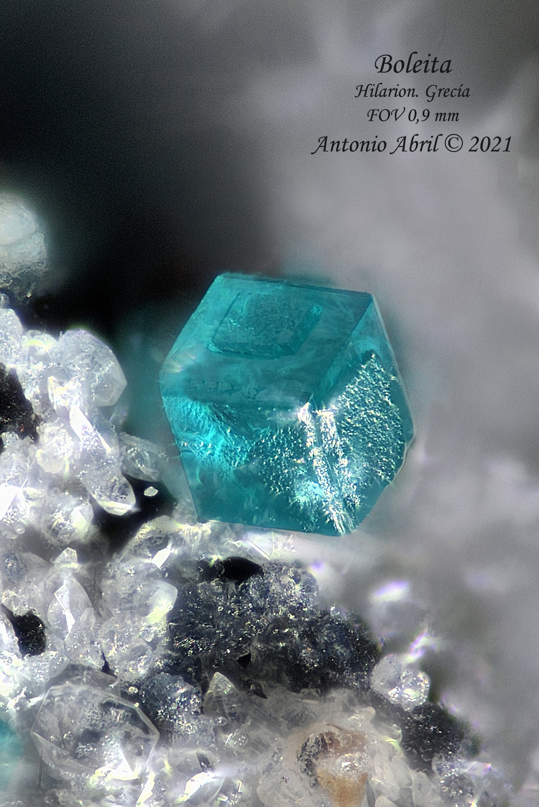 Boleita
0.9 mm
(Autor: Antonio Abril)