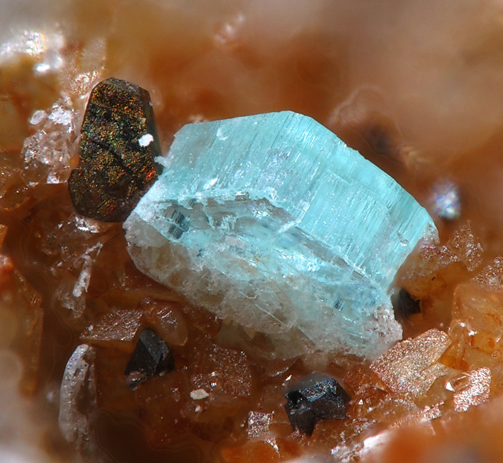 Bottinoita
fov 0,9 mm
(Autor: Jordi Fabre)