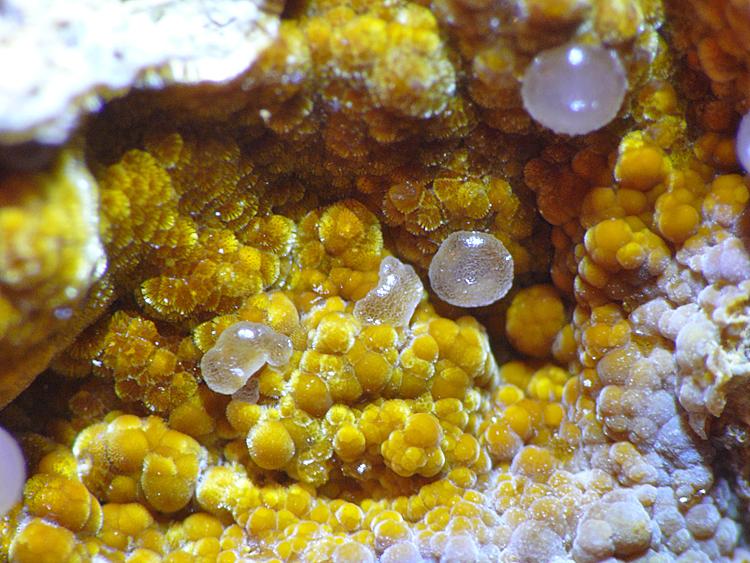 Cacoxeno
Encuadre 6 mm
(Autor: Javier MC)