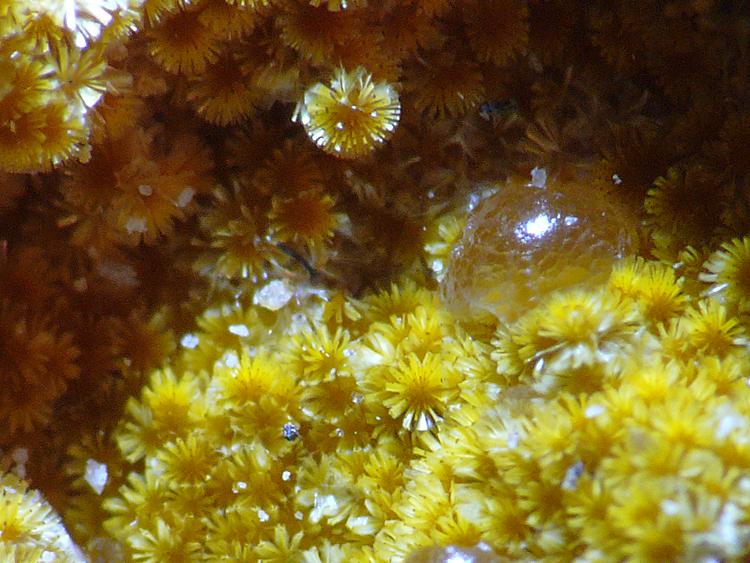 Cacoxeno
Encuadre 6 mm
(Autor: Javier MC)