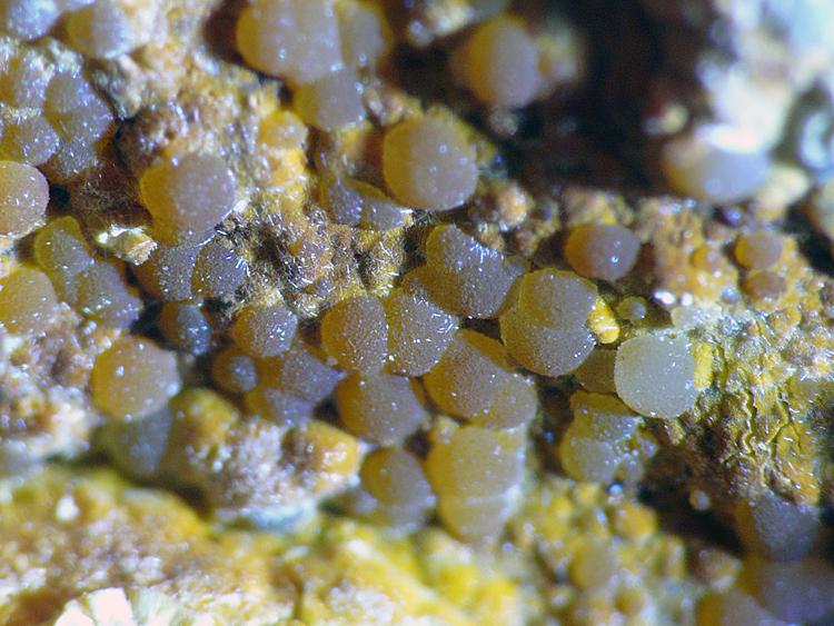 Cacoxeno
Encuadre 6 mm
(Autor: Javier MC)