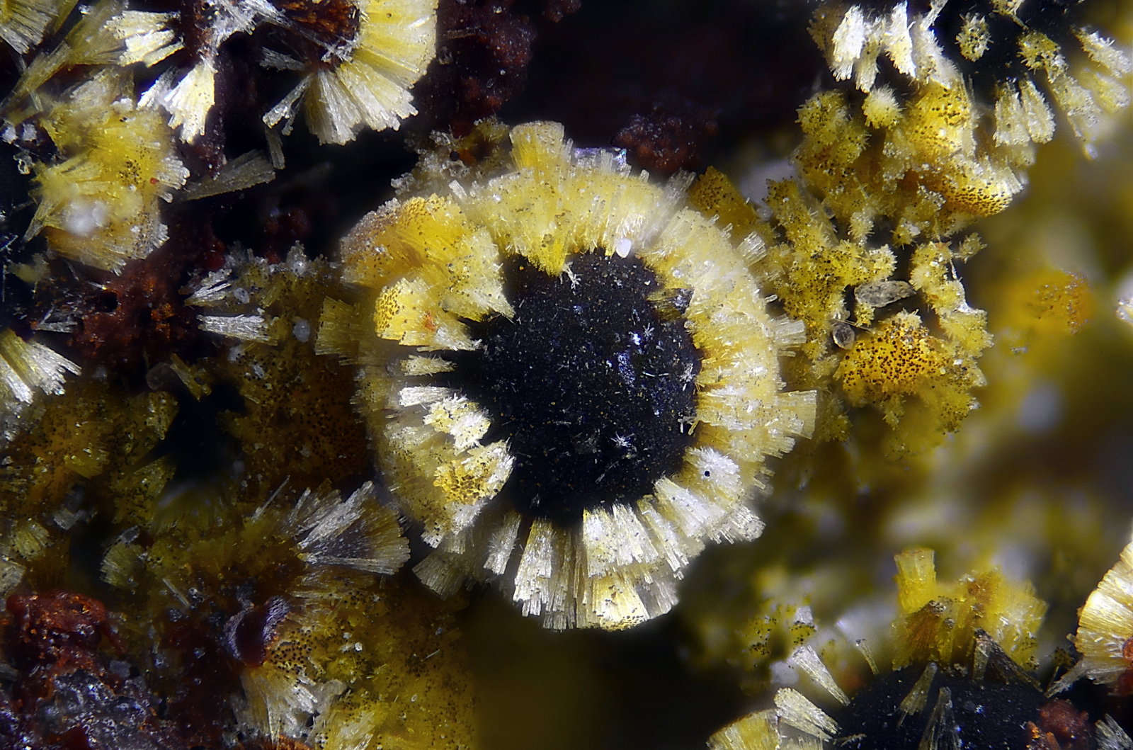 Cacoxenita
Campo de visión 1 mm.
(Autor: Juan Miguel)
