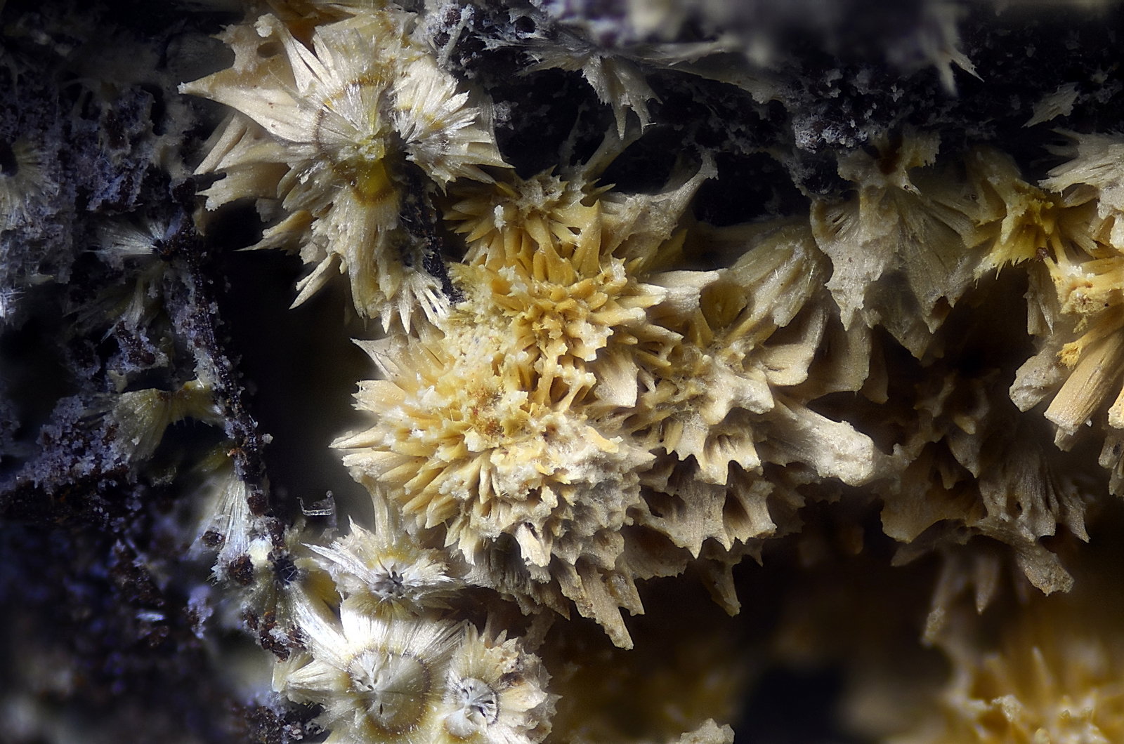 Cacoxenita
Campo de visión 2,2 mm.
(Autor: Juan Miguel)