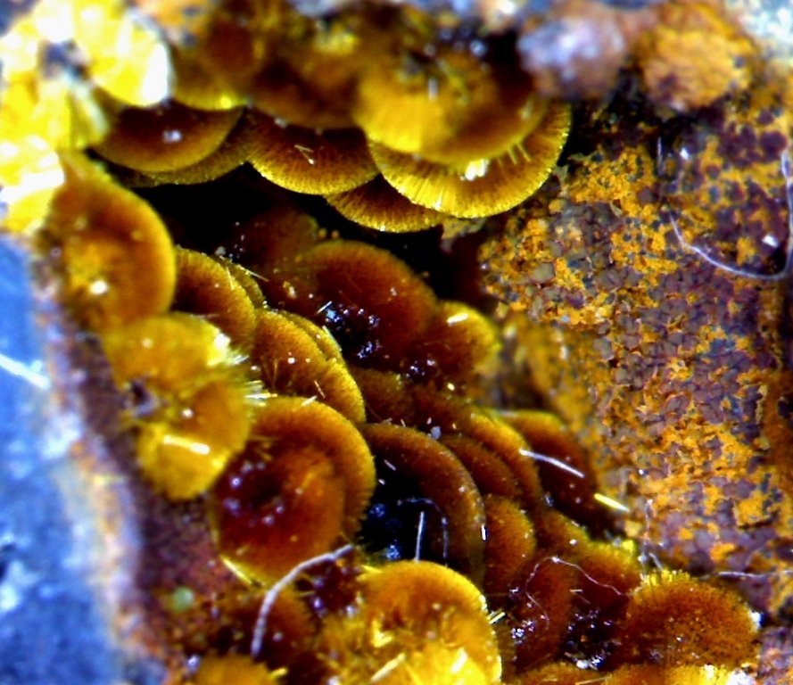 Cacoxenita.
8´116 x 5´392 mm.
(Autor: Jesus Franquesa Baucells)