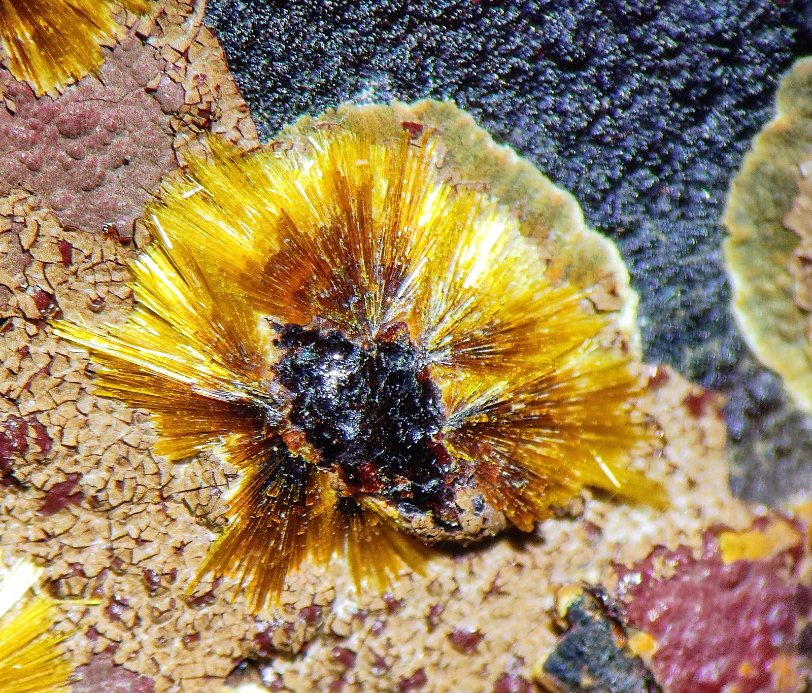 Cacoxenita, Goethita, Dufrenita, Beraunita
C.d.v. 7,0 x 7,0 mm.
(Autor: carles)