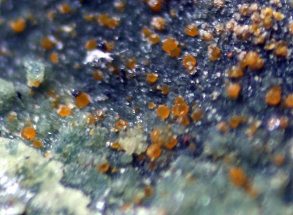 Cacoxeno
Encuadre de 5 mm
(Autor: usoz)