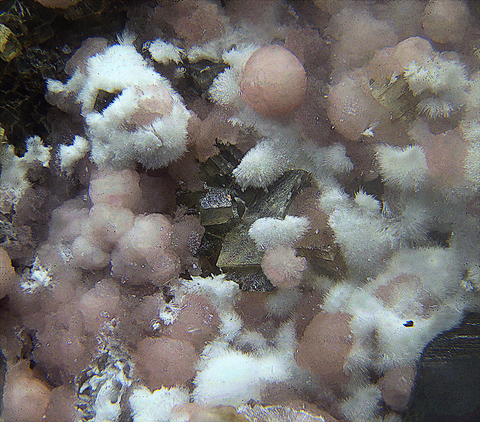 Hornesita y Brassita
Campo de visión de 2 mm
(Autor: Antonio Carmona)