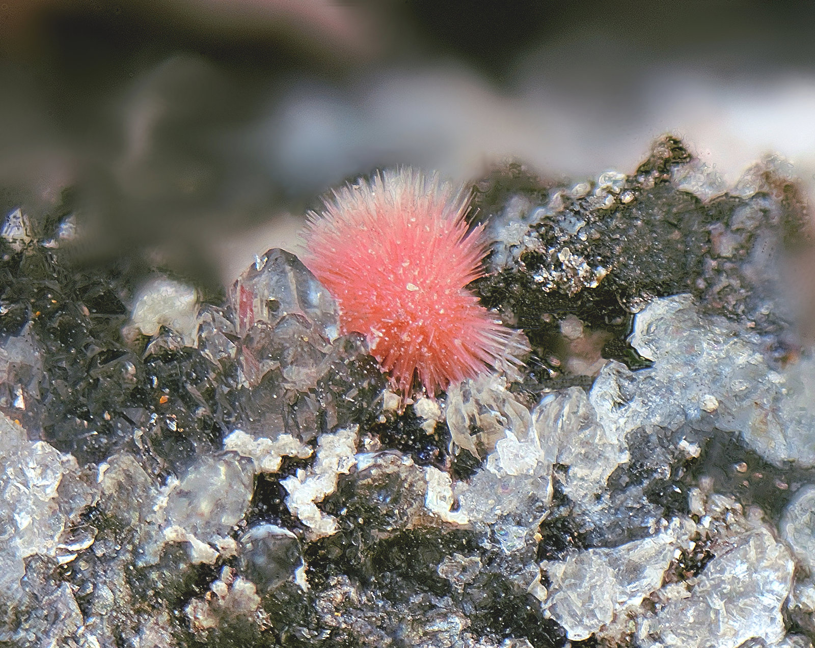 Hörnesita
Campo de visión de 2 mm
(Autor: Antonio Carmona)