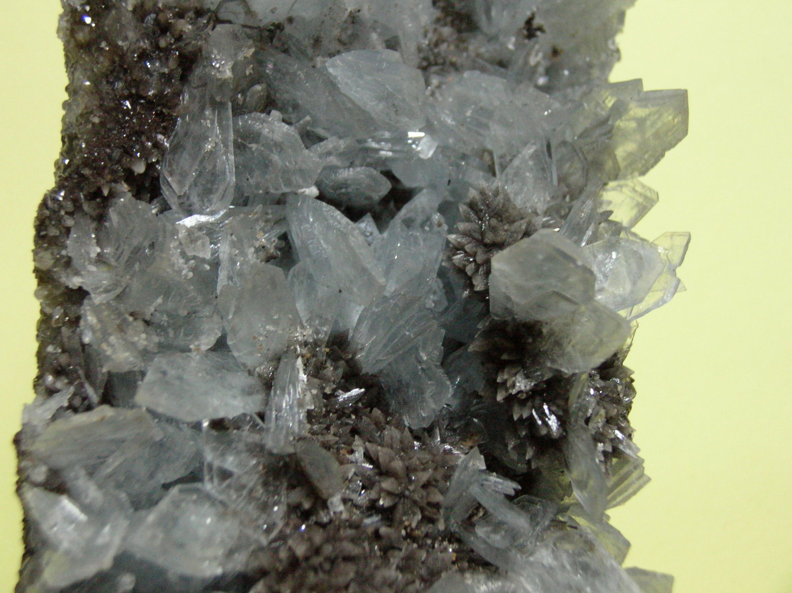 Celestina
26 x 10 cm
(Autor: Pedro Conesa)