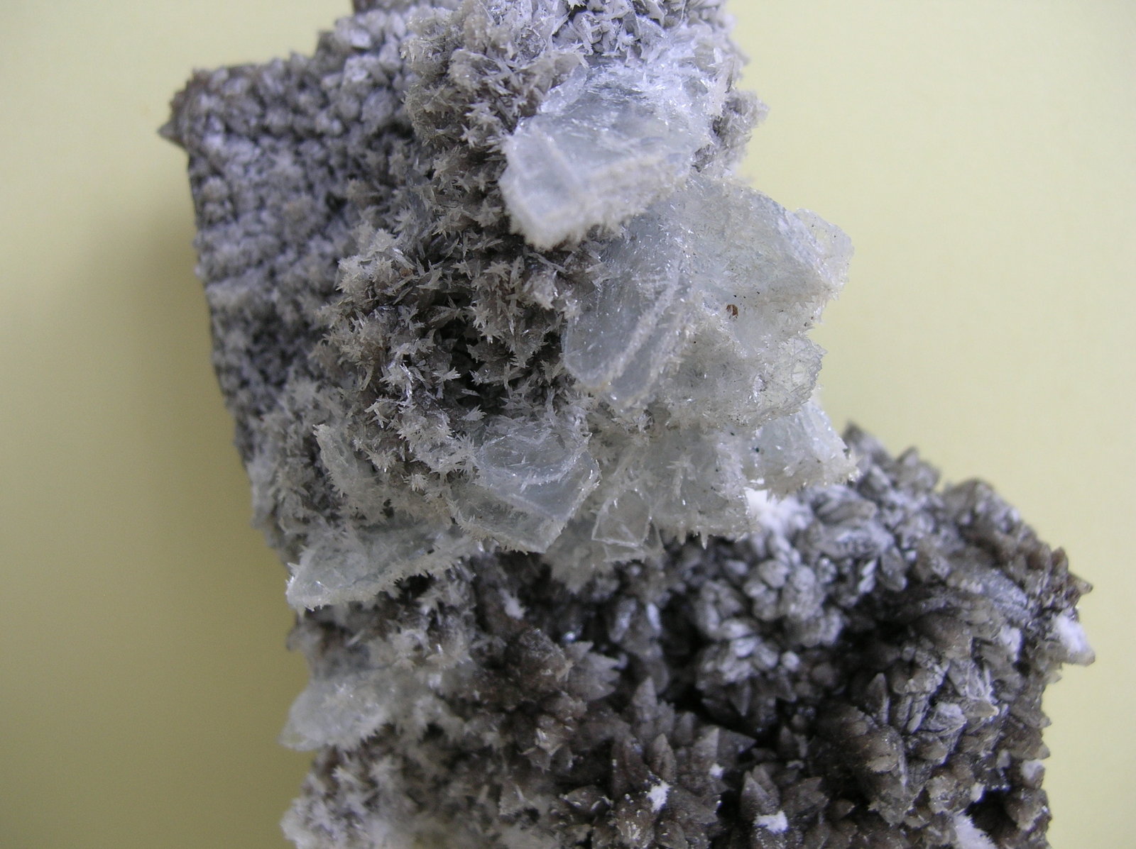 Celestina
15 x 7,5 cm
(Autor: Pedro Conesa)