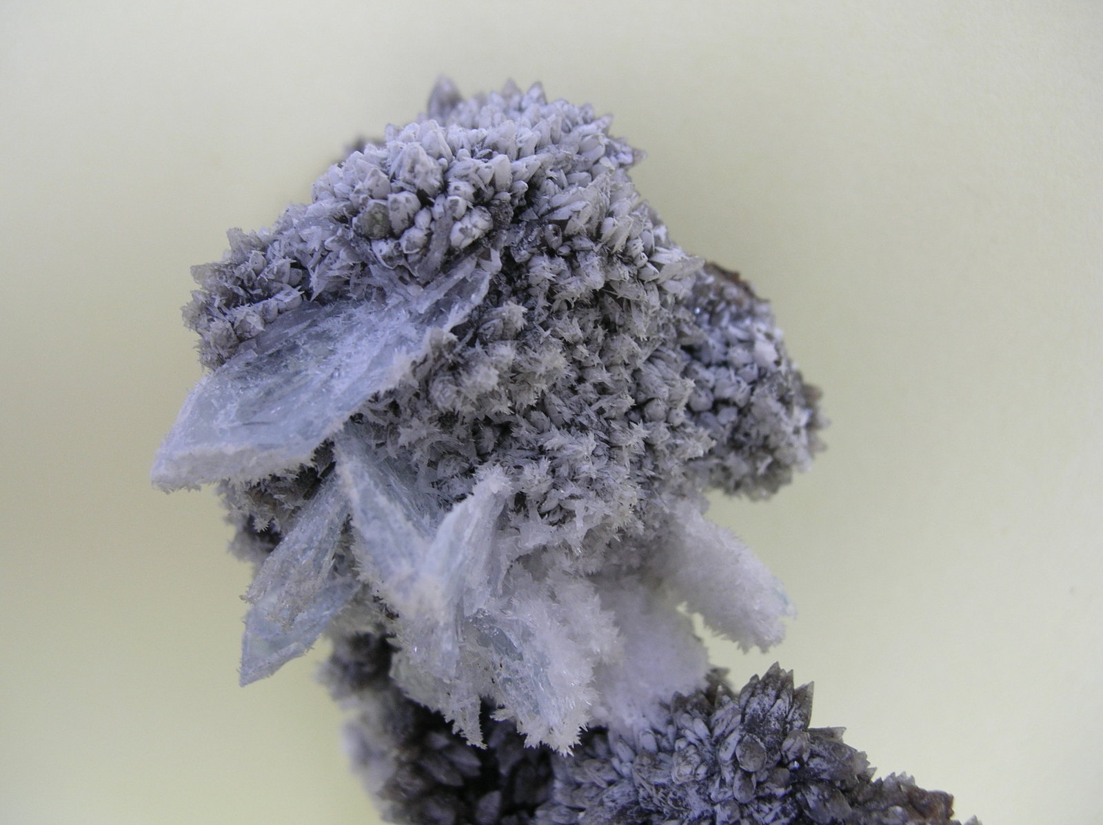 Celestina
15 x 7,5 cm
(Autor: Pedro Conesa)