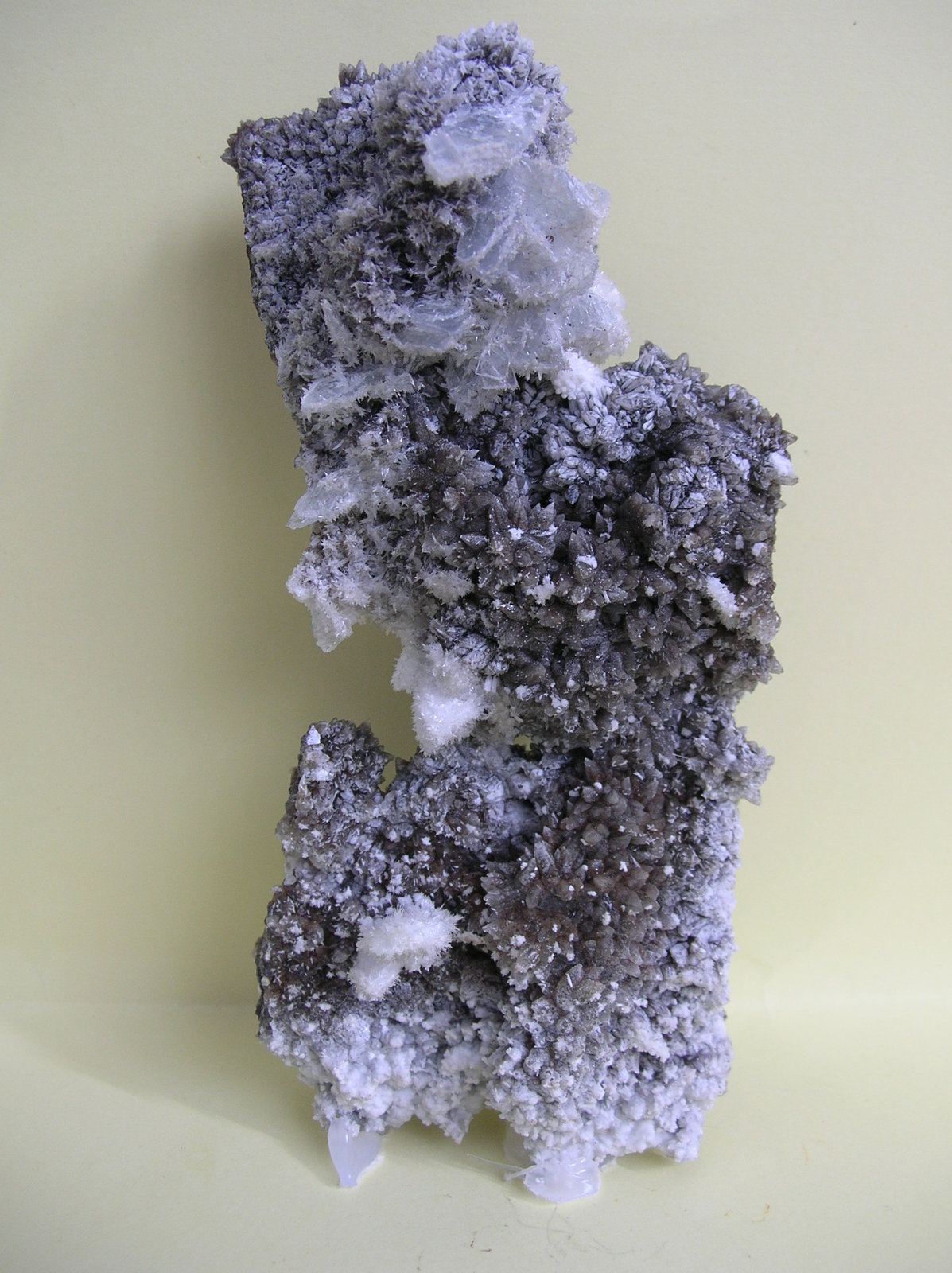 Celestina
15 x 7,5 cm
(Autor: Pedro Conesa)