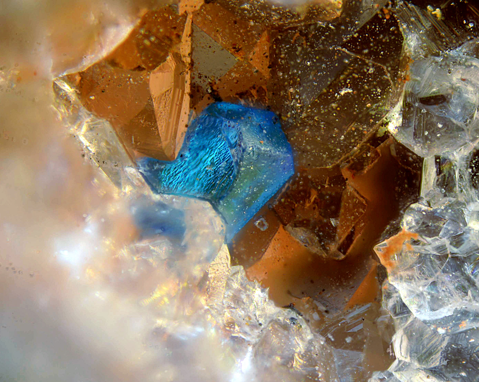 Calcomenita
Campo de visión de 1,5 mm
(Autor: Antonio Carmona)