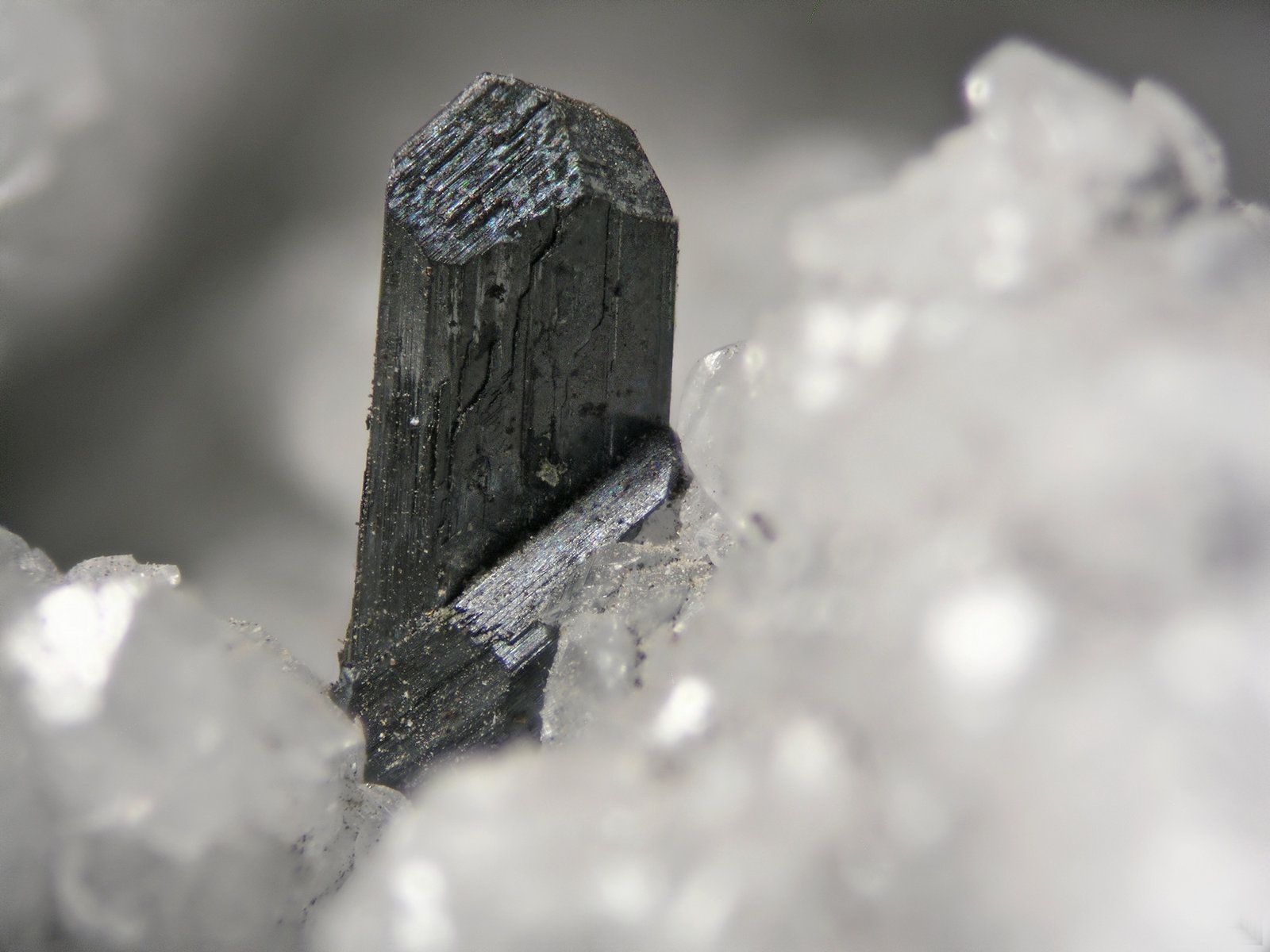 Calcosina
Cristal 0.7 cm
(Autor: Cesar M. Salvan)