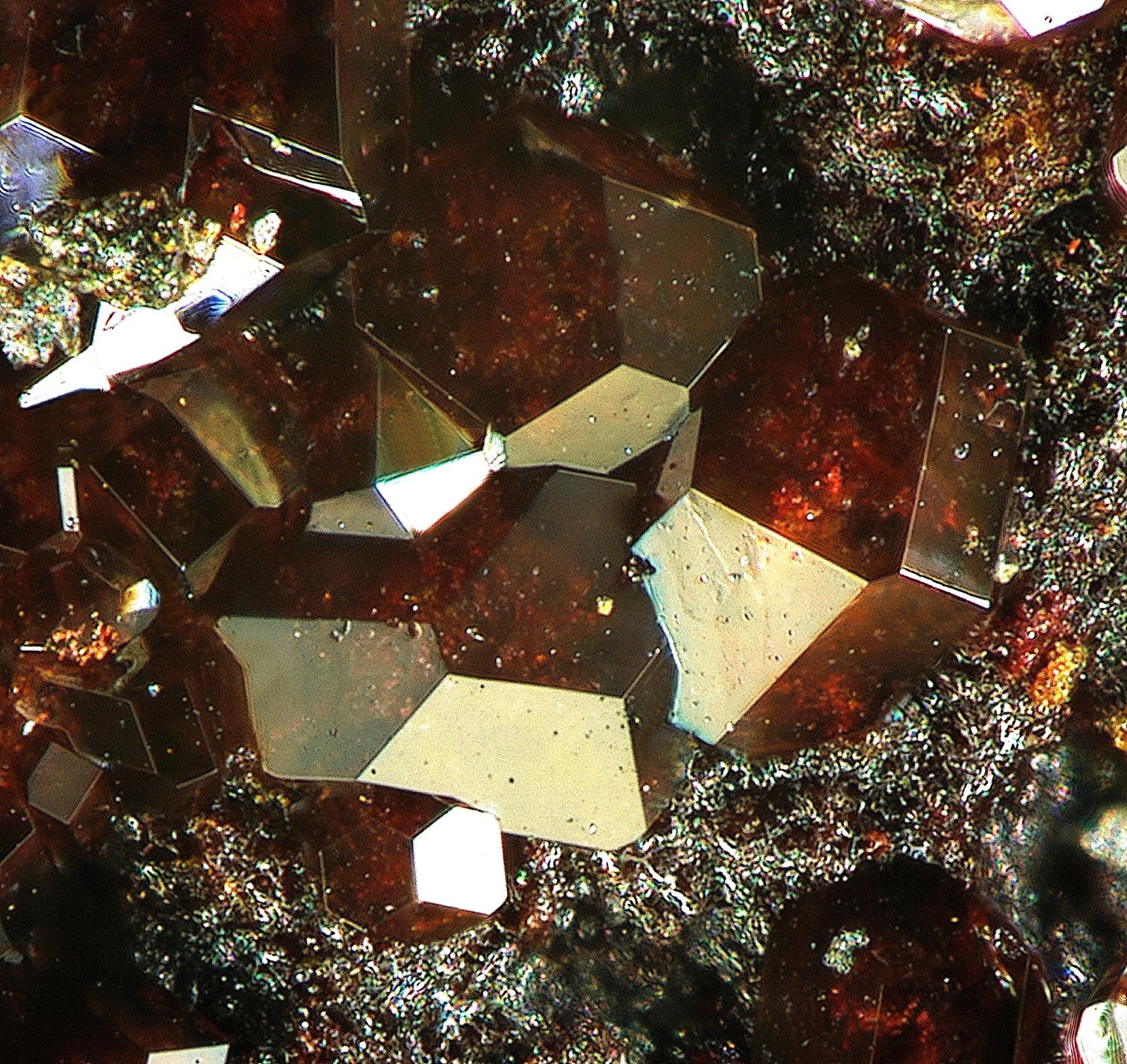 Caracolita
fov 1 mm
(Autor: Antonio P. López)
