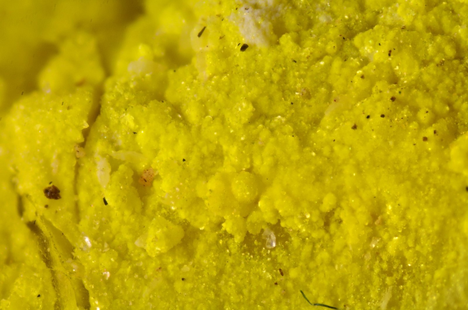 Carnotita
0.5 cm
(Autor: Cesar M. Salvan)