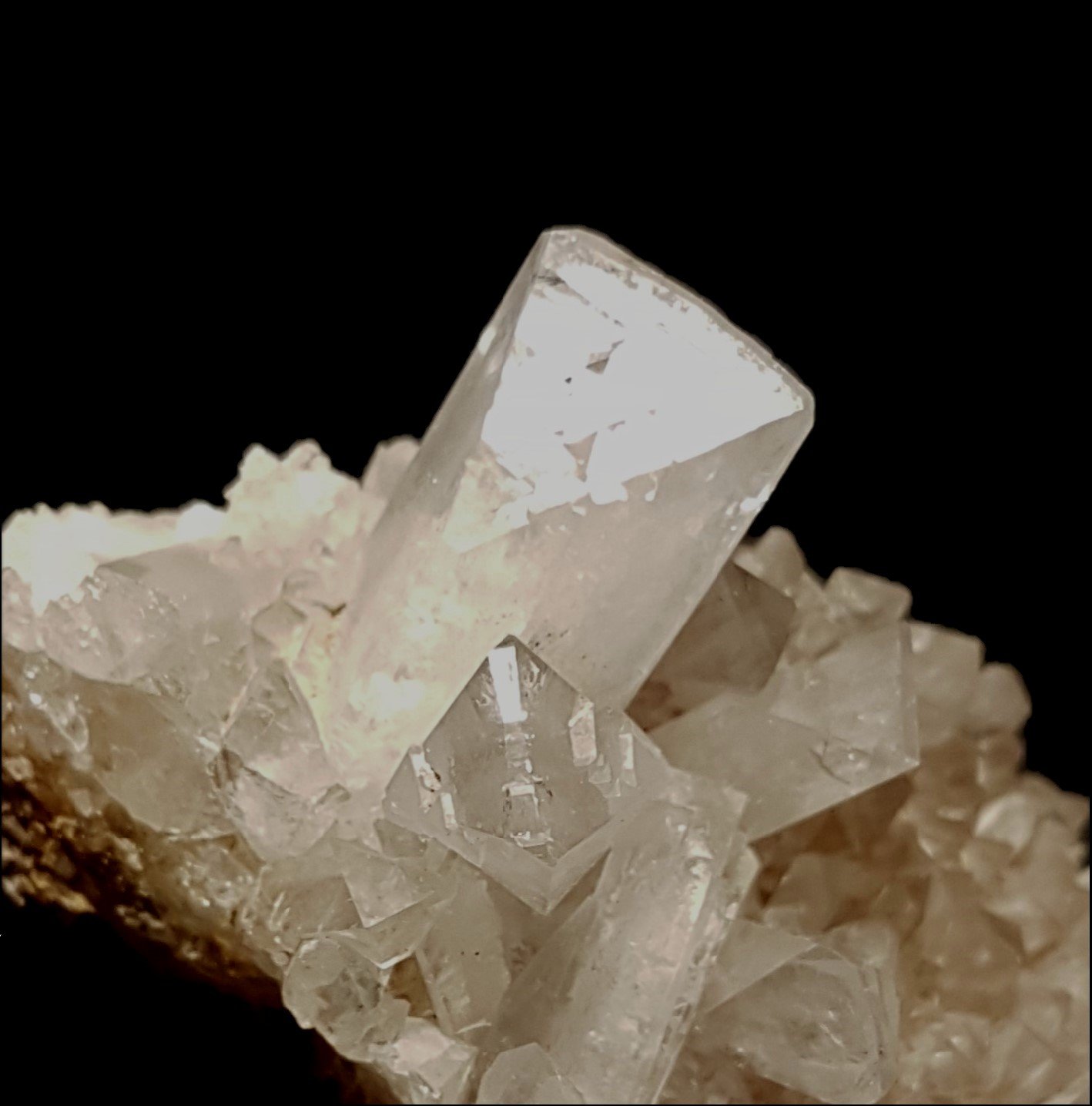 Celestina
10,7x7,5x4,5 cm.
(Autor: Nacho)