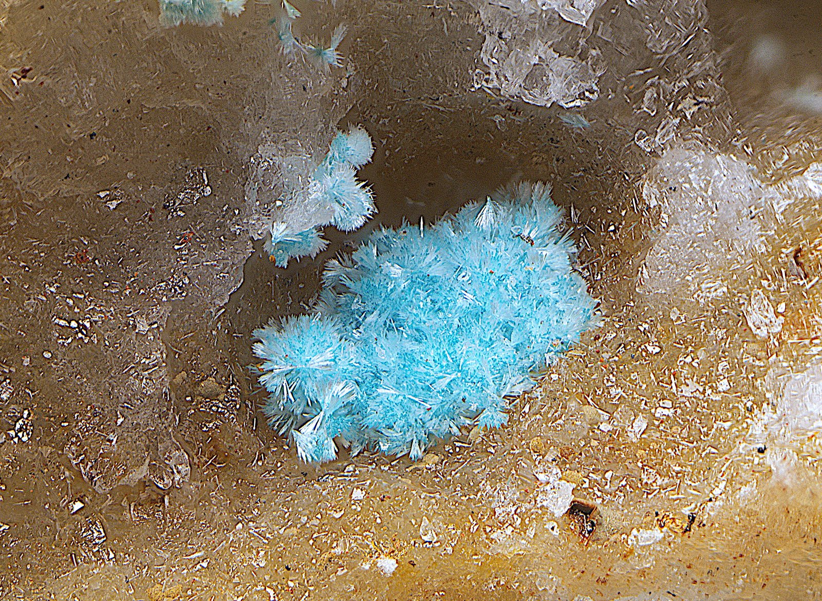 Auricalcita
Campo de visión de 5 mm.
(Autor: Antonio Carmona)