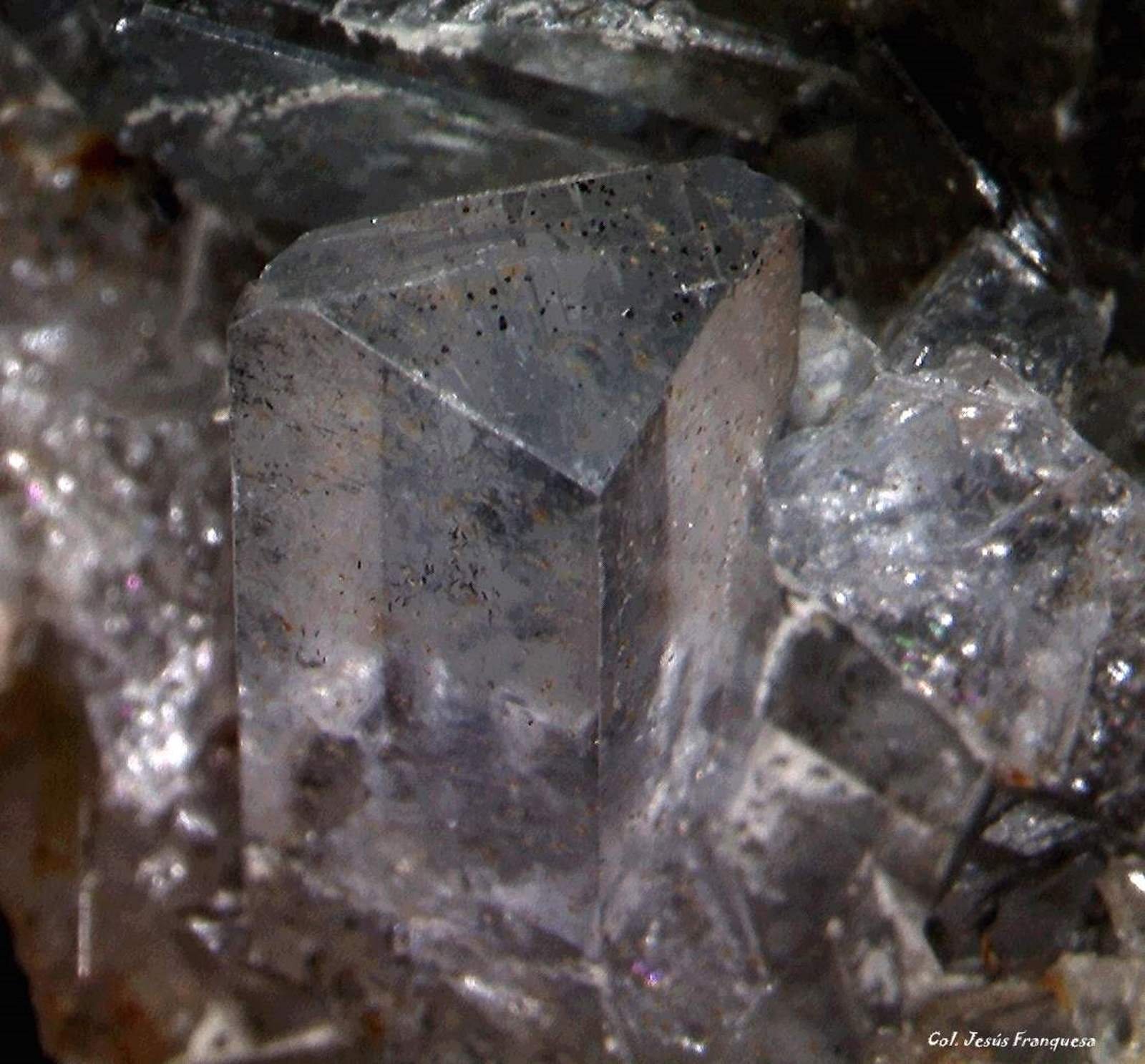 Celestina.
3´731 x 3´017 mm.
(Autor: Jesus Franquesa Baucells)