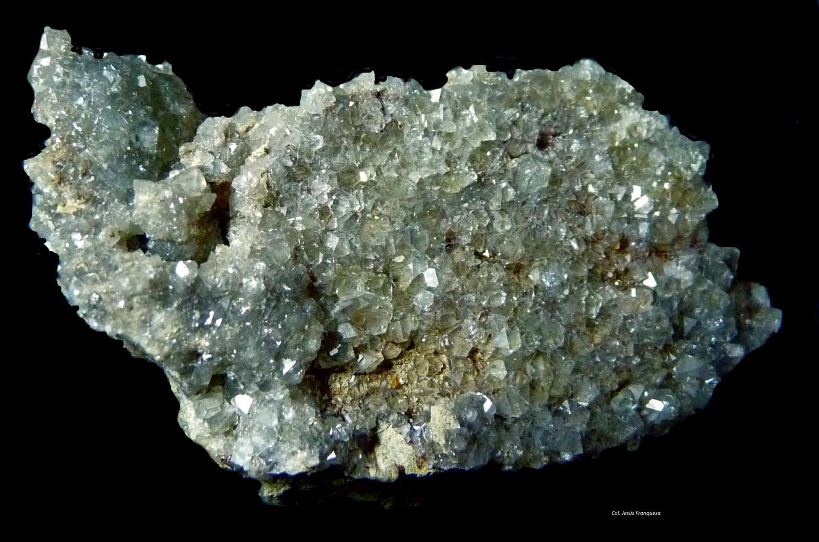 Celestina.
57x34 mm.
(Autor: Jesus Franquesa Baucells)