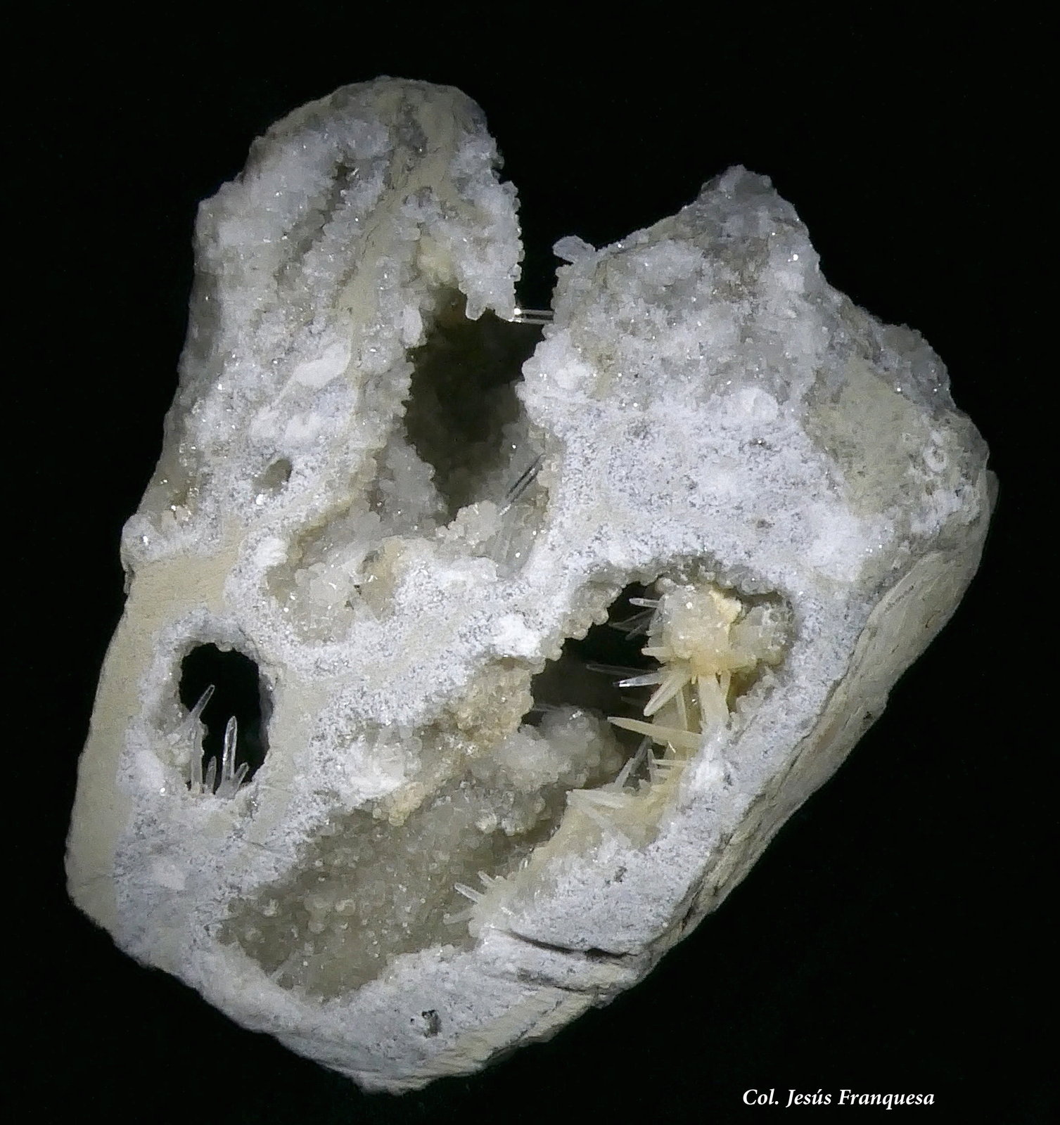 Celestina.
80x60 mm
(Autor: Jesus Franquesa Baucells)
