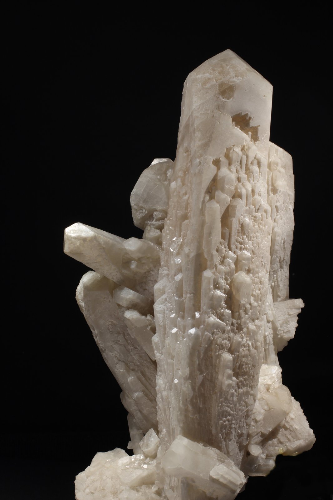 Celestina
22x11 cm
(Autor: Ramon A  Lopez Garcia)