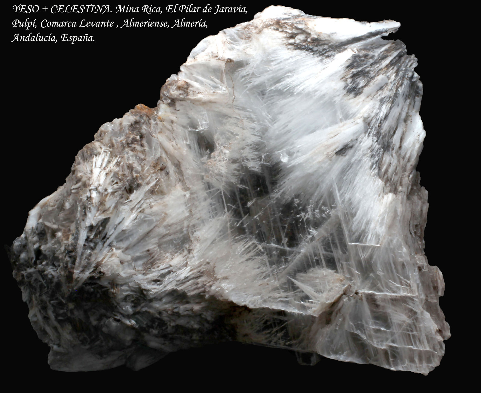 Celestina
92 x 80 x 30 mm
(Autor: José Luis Zamora)