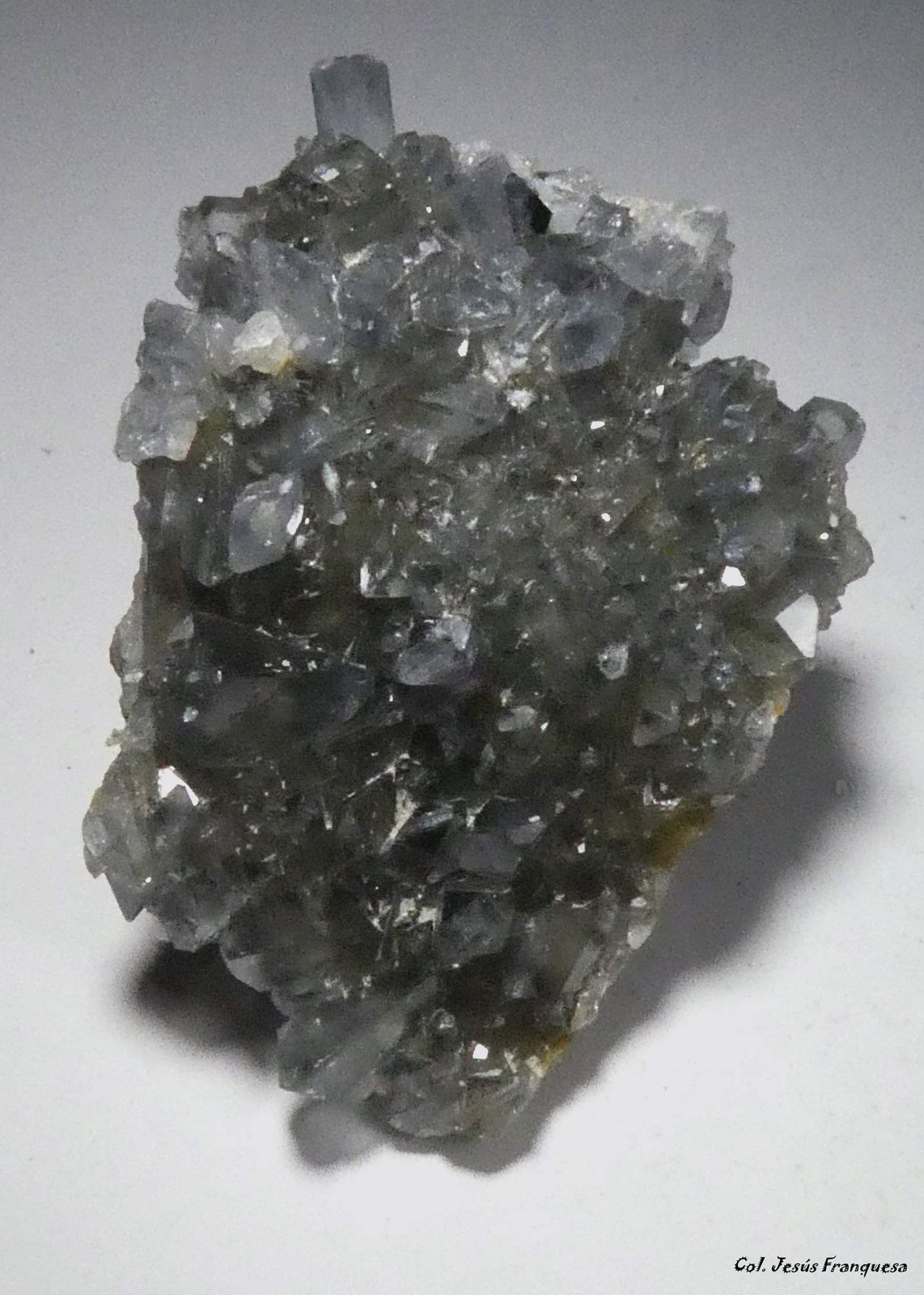 Celestina.
50x35 mm.
(Autor: Jesus Franquesa Baucells)