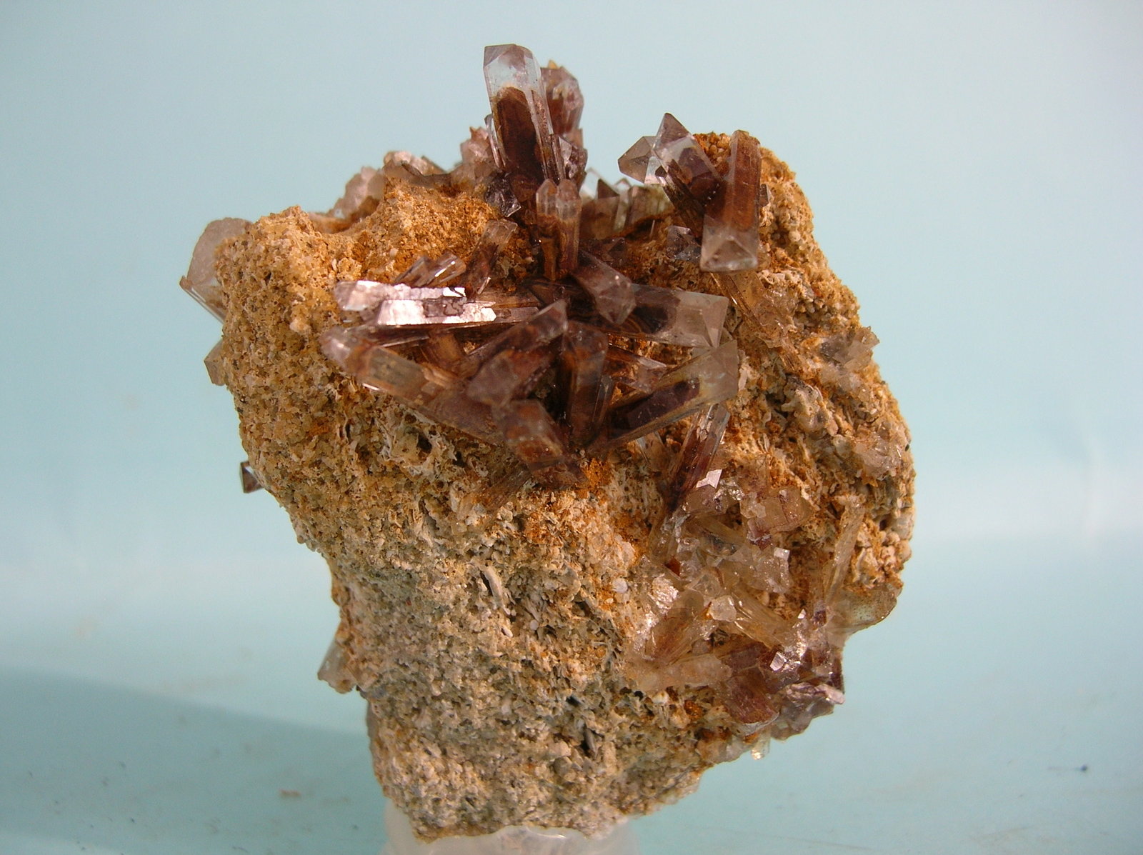 Celestina
6 x 4,5 cm
(Autor: Pedro Conesa)