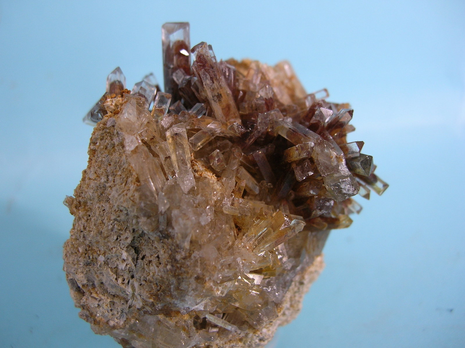 Celestina
6 x 4,5 cm
(Autor: Pedro Conesa)