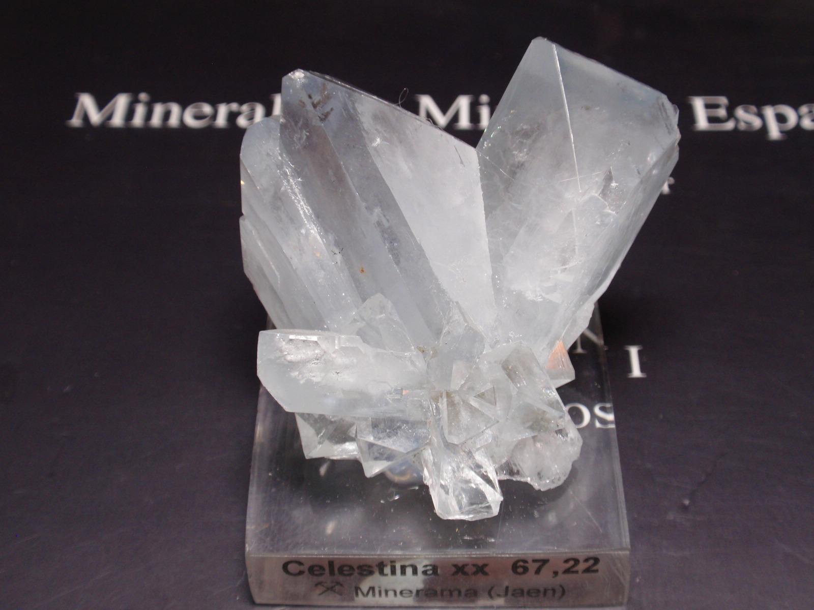 Celestina
45x45 mm
(Autor: Ignacio)