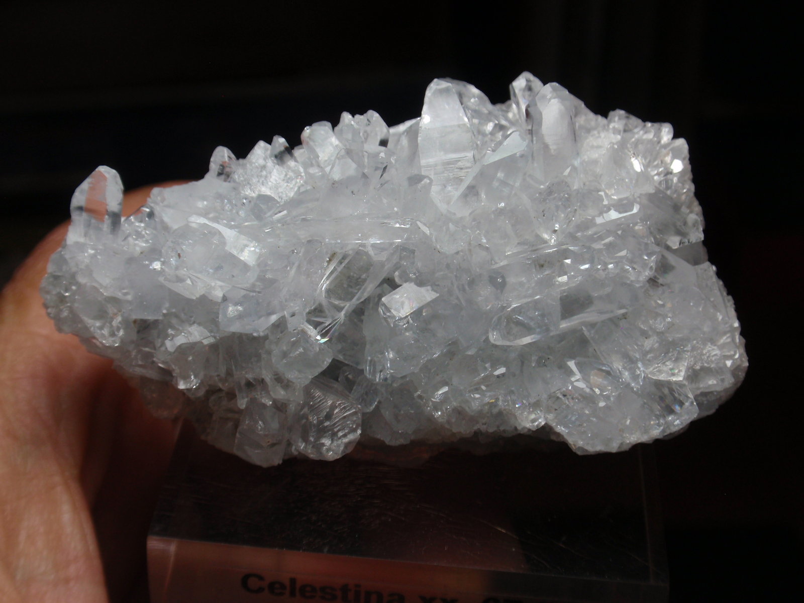 Celestina
65x40 mm
(Autor: Ignacio)