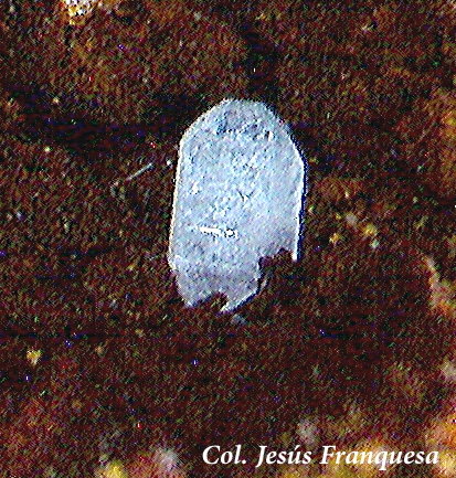 Cerusita.
1´57 x 1´217 mm.
(Autor: Jesus Franquesa Baucells)