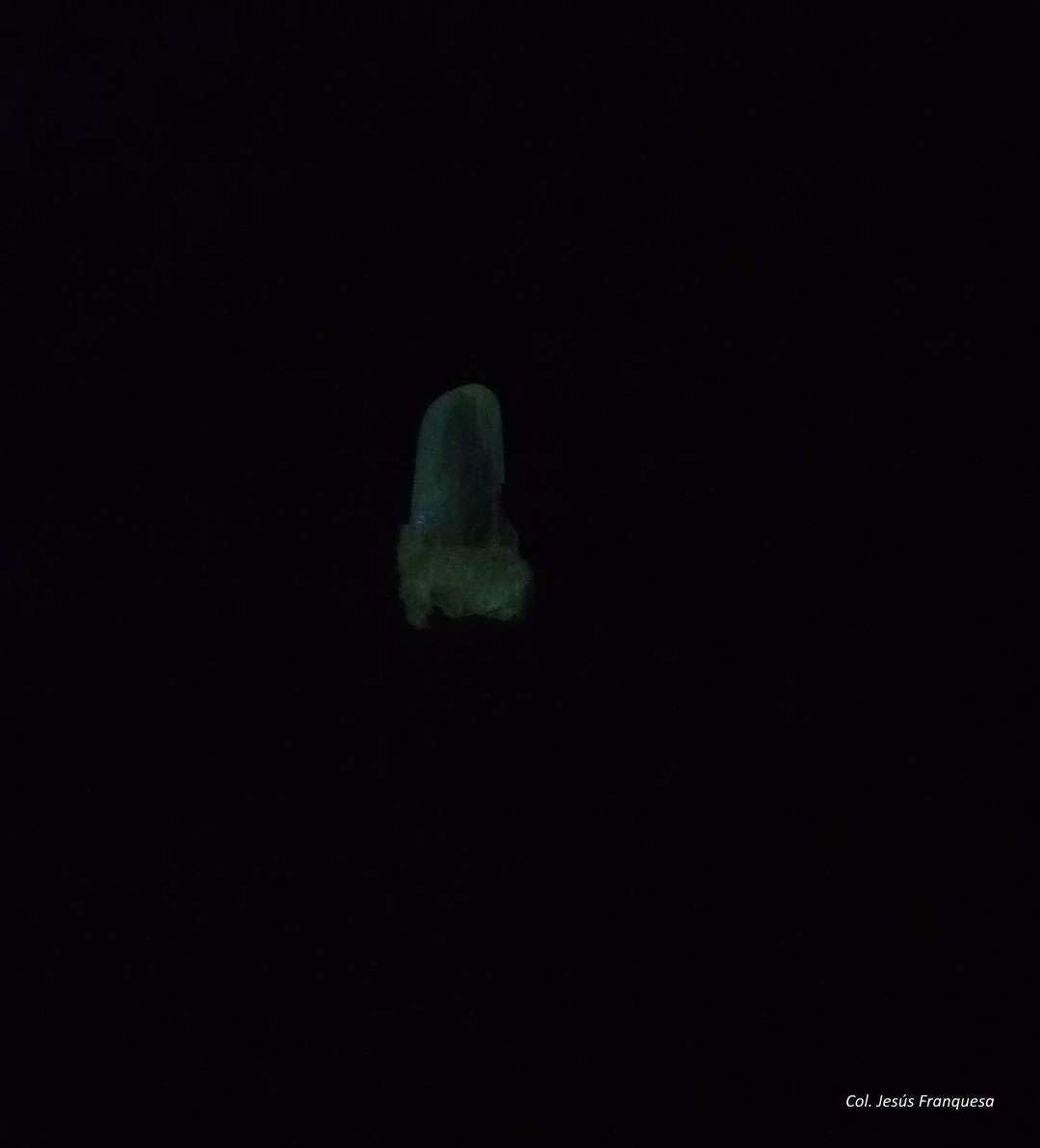Cerusita y Goethita.
32x26 mm.
(Autor: Jesus Franquesa Baucells)
